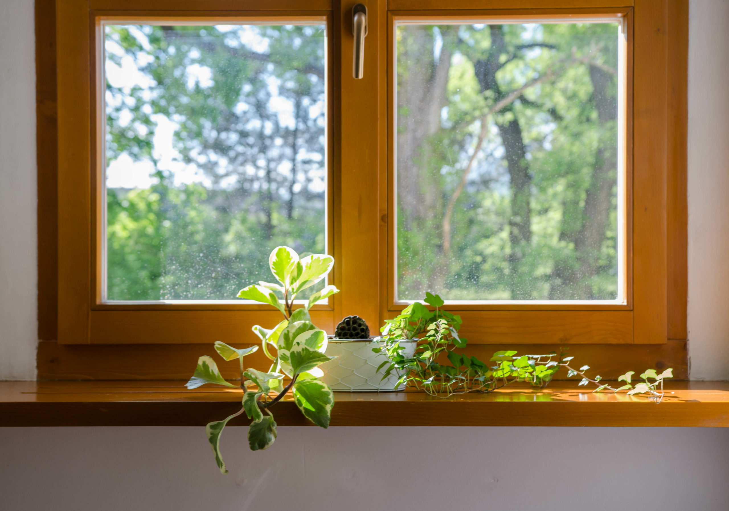 Plants in pot in the window - soft afternoon sunlight